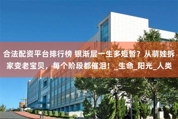 合法配资平台排行榜 银渐层一生多短暂？从萌娃拆家变老宝贝，每个阶段都催泪！_生命_阳光_人类